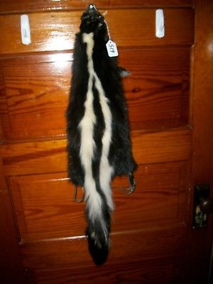 BEAUTIFUL tanned SKUNK 4 FEET CLAWS FUR PELT TAXIDERMY mount NO SMELL S19 CABIN