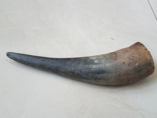REAL BULL HORN / COW LONG HORN NATURAL GREAT CONDITIONS < FREE SHIPPING >