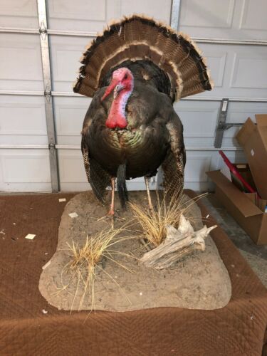 Full Wild Turkey Mount Vintage Taxadermy.