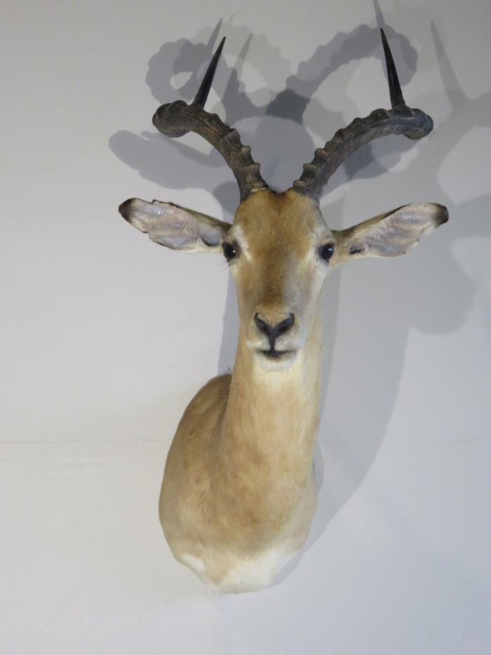 South African Impala Shoulder Mount.  Great taxidermy exotic item!