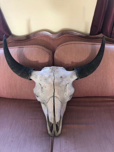 Vintage Taxidermy Buffalo Bison Skull w/  Horns