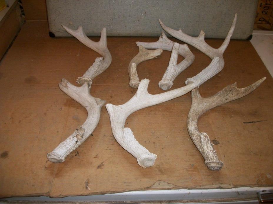 7 BIGGER MIXED AGED whitetail deer SHED + SIDES antler horn DOG TRAINING decor