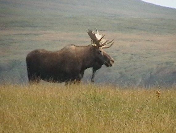 Moose Shoulder Cape (Alces alces) HTF Short Y Deer Moose Antler Canada NF
