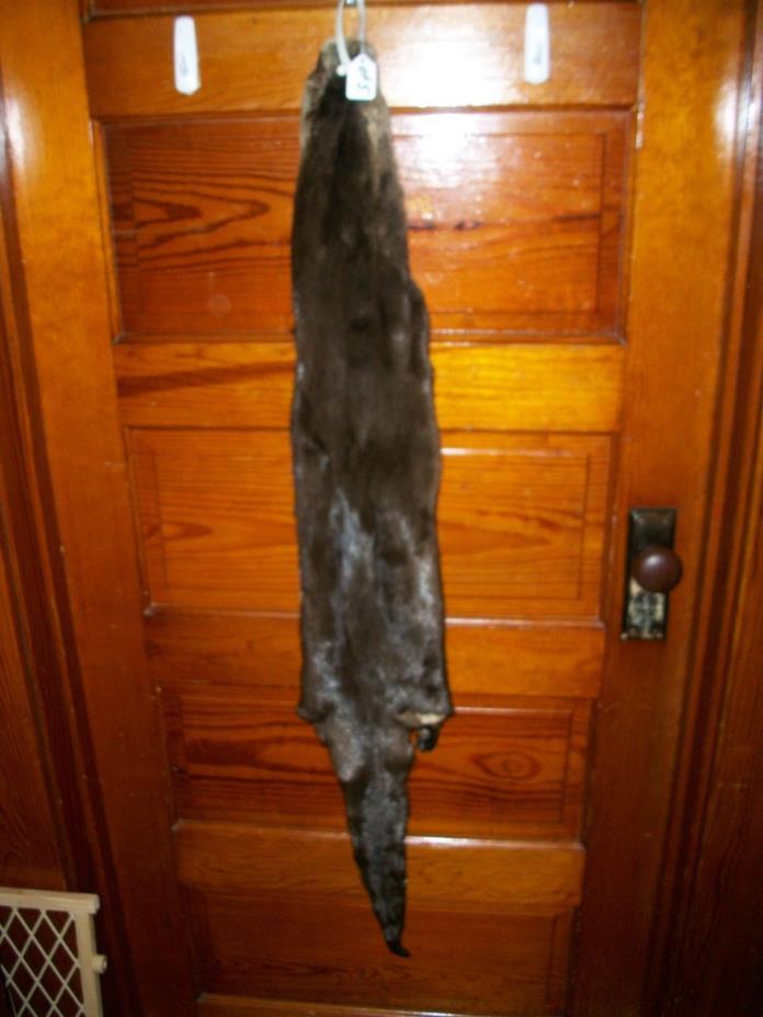 HUGE tanned RIVER OTTER fur pelt skin 4 FEET CLAW taxidermy craft cites TAG OF5