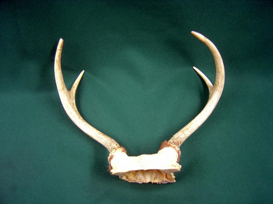 4 Point Whitetail Deer Antler Rack- Dog Chews, Knife Handles,Decoration, Crafts!