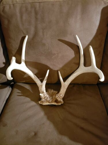 Wild Whitetail Antler Set Deer Rack 8 Point Hunting Cabin Skull Plate Heavy