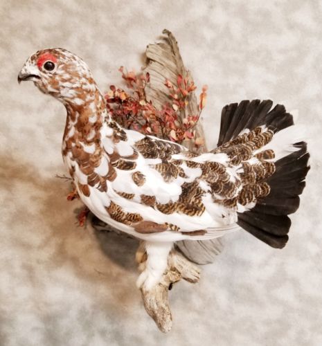 Museum quality early fall willow ptarmigan grouse pheasant taxidermy art