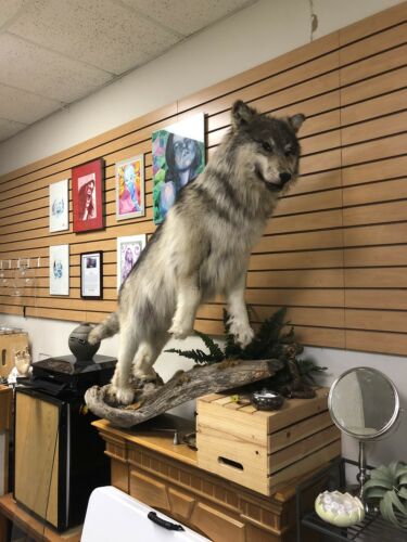 RARE! Alaskan Gray Timber Wolf Full Mount Taxidermy Vintage