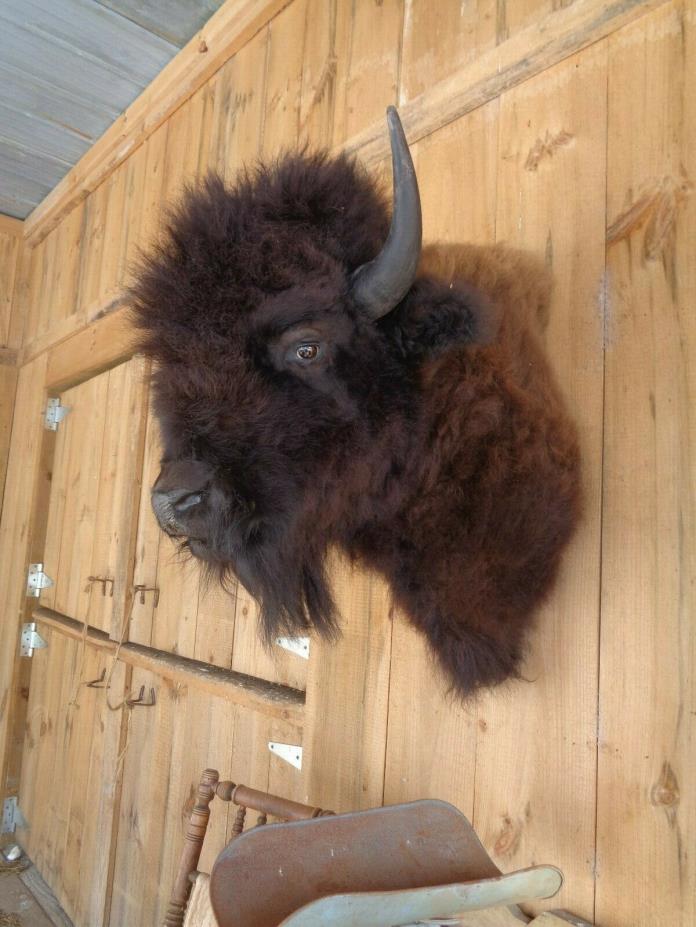 Buffalo Shoulder Mount/taxidermy/bison/hide/real 10