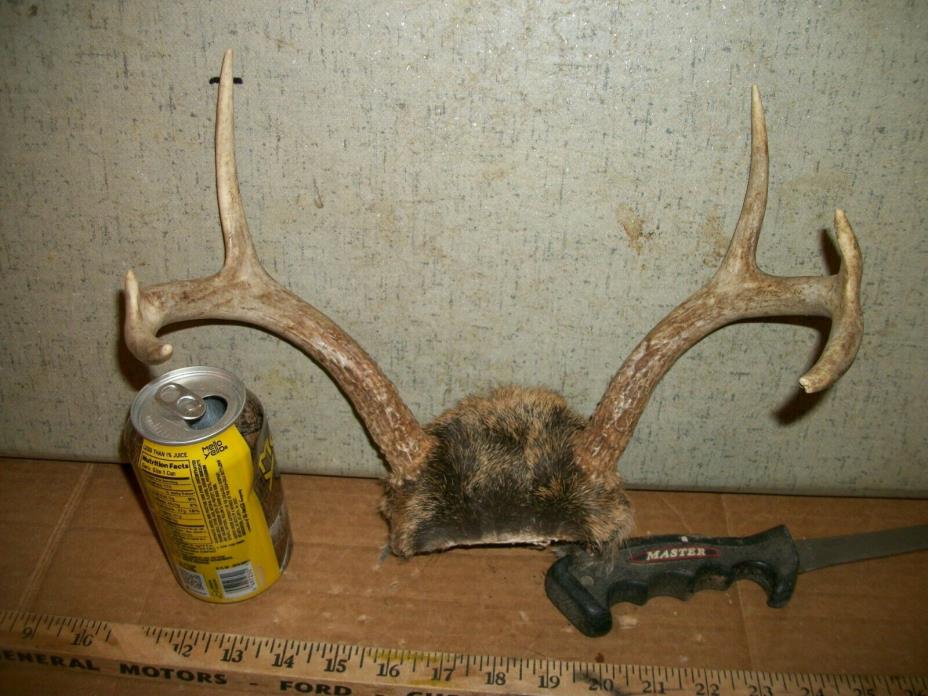 FRESH 6 pt WHITETAIL deer rack antler horn taxidermy man cave TROPHY JACKALOPE