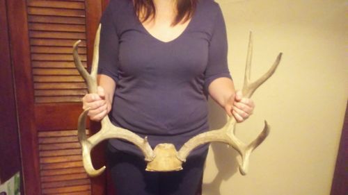 Giant typical 9 point Deer Rack Antler Sheds at least a few years old