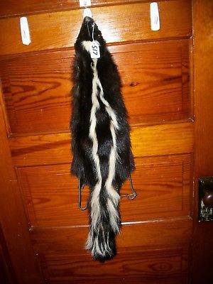 BEAUTIFUL tanned SKUNK 4 FEET CLAWS FUR PELT TAXIDERMY mount NO SMELL S17 cabin