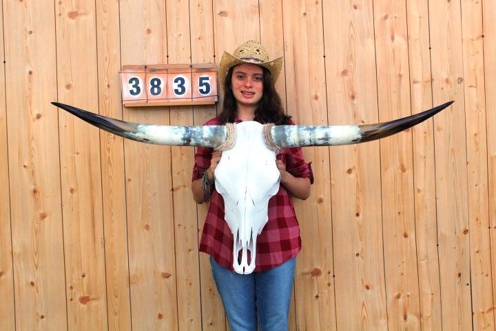 STEER SKULL LONG HORNS MOUNTED 4' 6