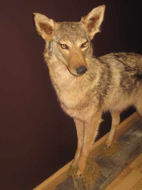 Professional Full Body Mount Coyote Raccoon Fox Bobcat Deer Bear