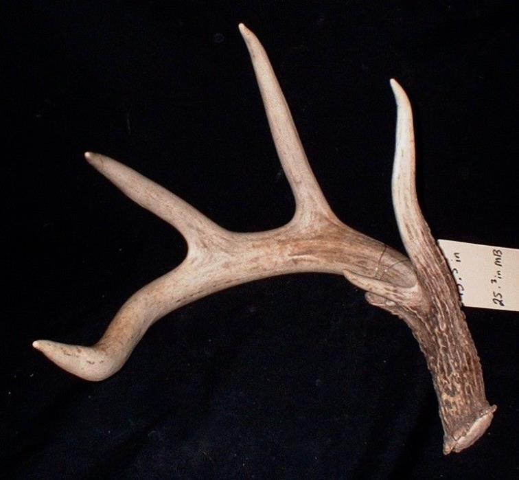 HUGE 73.5 in 4 point PLUS whitetail deer antlers taxidermy horns shed cabin WILD