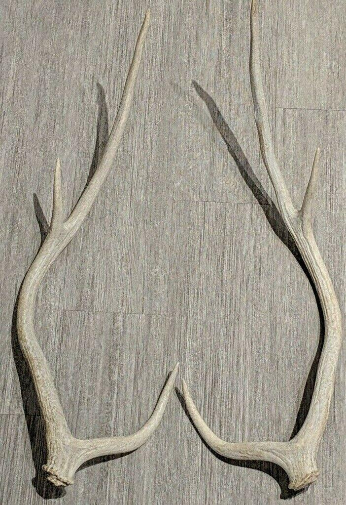 BIG Axis Deer ANTLER SHEDS Exotic Texas Animal (30.5