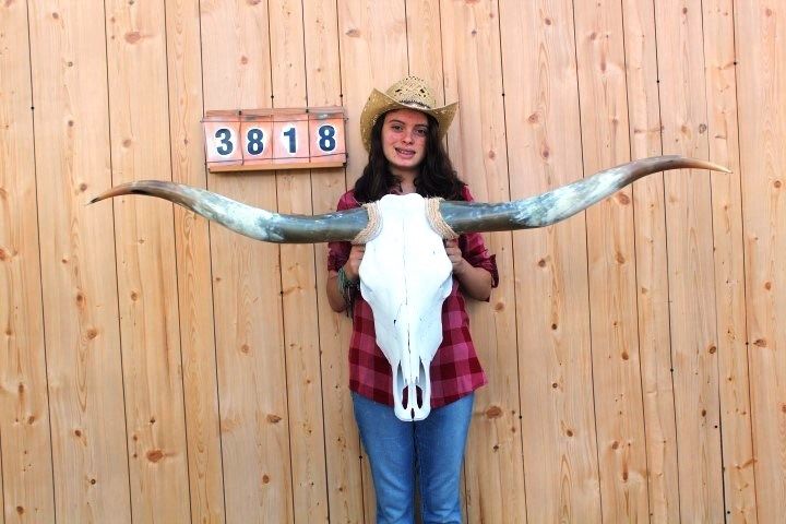 STEER SKULL LONG HORNS MOUNTED 5' 1