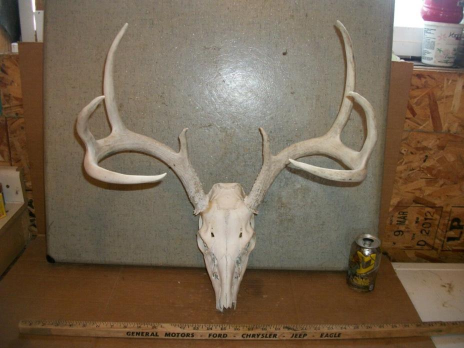WIDE TALL 8 PT WHITETAIL deer rack SKULL antler horn taxidermy european MOUNT