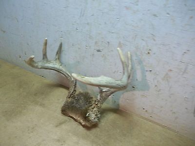 Lot B  Old Sun Bleached Deer Antlers with Skull Plate 9&1/4