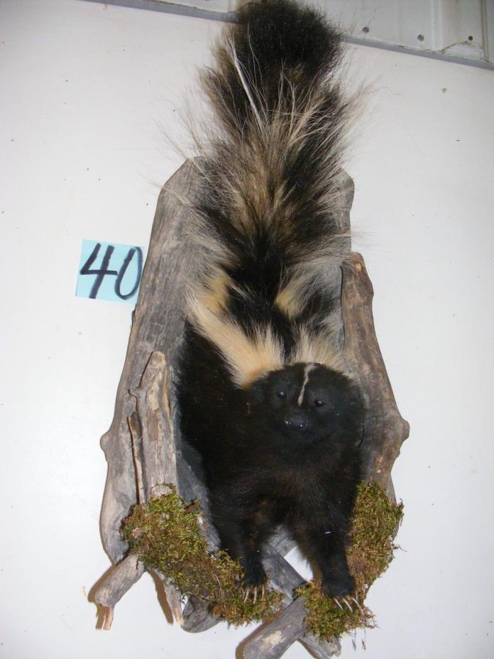 Wyoming Skunk MountTaxidermy Western Decor animal