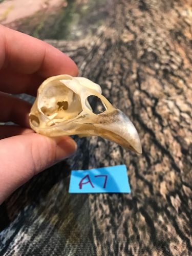 Real XL Pheasant Skull Animal Bone Fowl Halloween Decoration Odd Christmas Gift