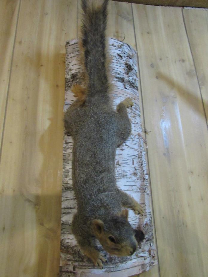 fox squirrel taxidermy