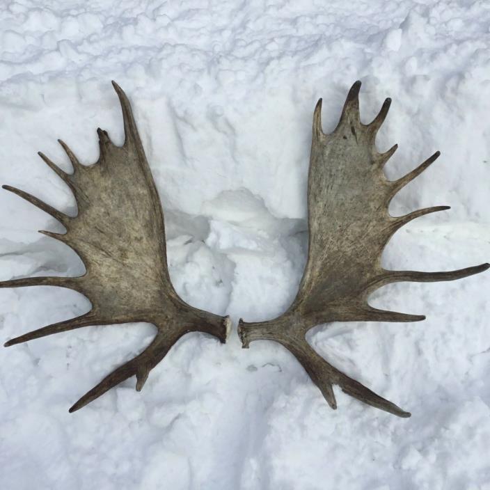 Alaska moose antler shed set(horn taxidermy carving elk deer cabin craft)