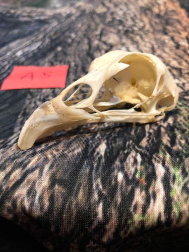 Real XL Pheasant Skull Animal Bone Fowl Unique Gift Christmas Art Bird Hallowe