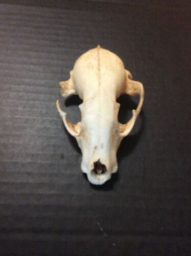Raccoon Skull Real Bone Taxidermy Craft Oddity Mancave Landscape Art