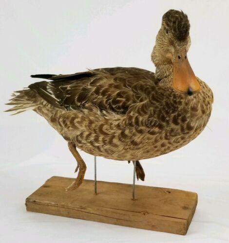 Vintage Brown duck Taxiderimy Mounted on wood man cave rustic decor