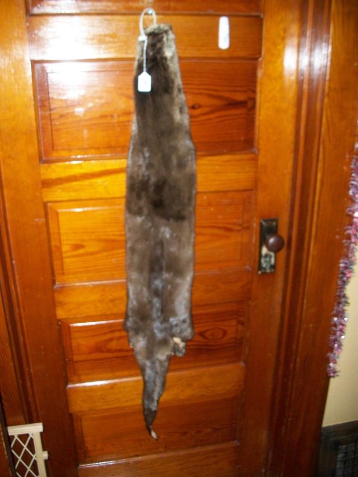 HUGE tanned RIVER OTTER fur pelt skin 4 FEET CLAW taxidermy craft cites TAG OF1
