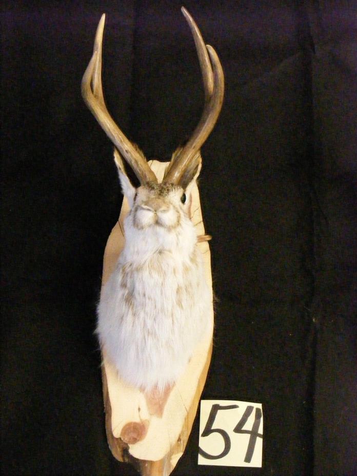 Jackalope deer real horns antlers taxidermy animals mount western decor