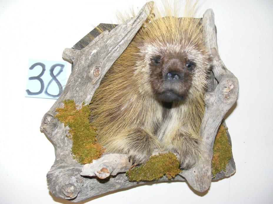 Wyoming Porcupine Mount/Taxidermy/hunting/animals/Western Decor
