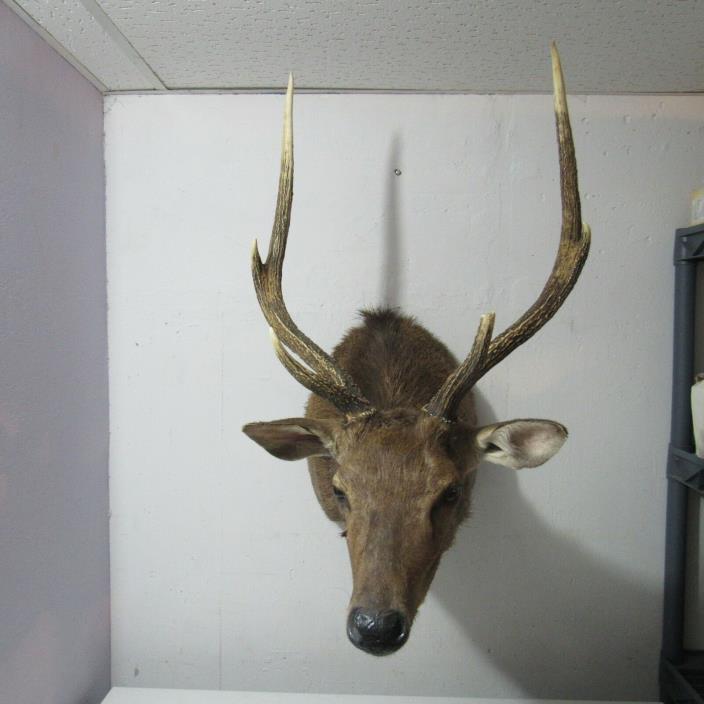RARE IN USA RED DEER Shoulder Mount FROM EUROPE GERMANY CABIN TAXIDERMY 6 PT ELK