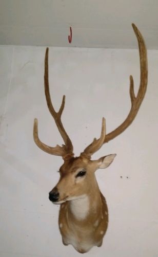 Axis Deer Taxidermy Shoulder Mount For Sale