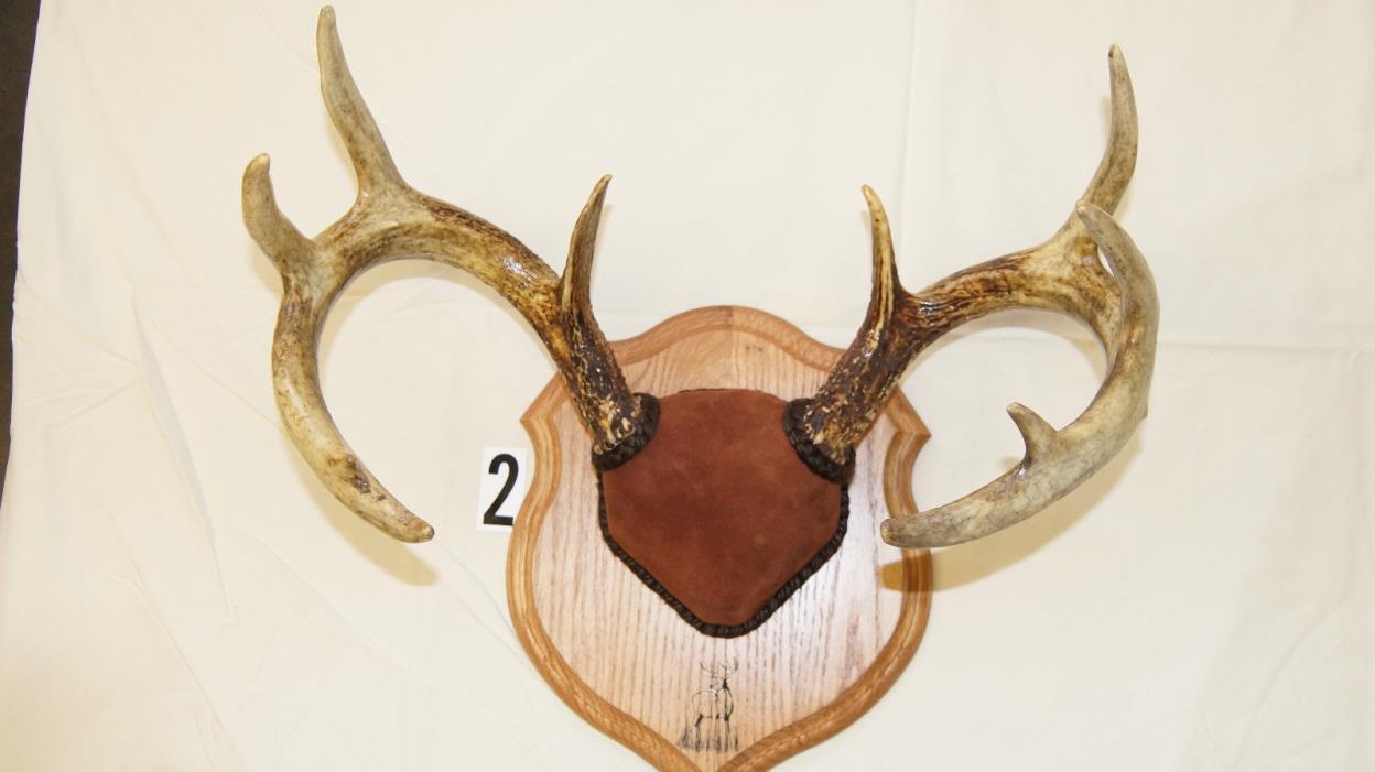 11 Real White tail deer antler, mounts.Varying in size and price Ready to hang