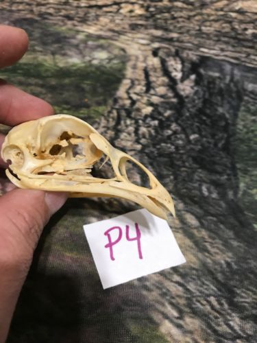 Real XL Chicken Skull Animal Bone Fowl Unique Gift Halloween Decor flea market