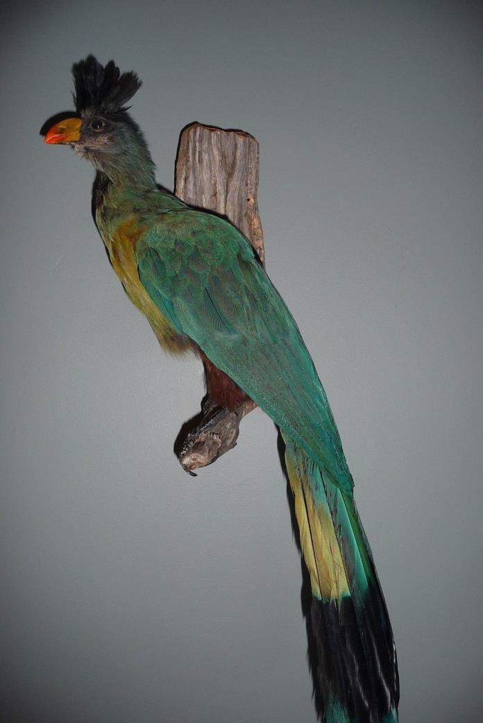 Taxidermy West  African  Great Blue Turaco, Mounted bird