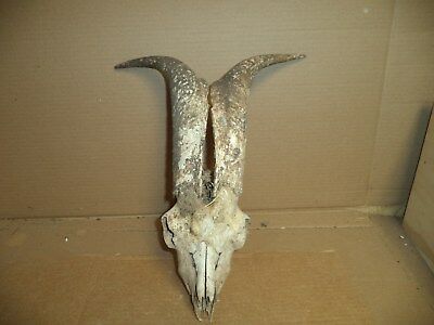 Real  Goat/Ram  Skull/Horns  16