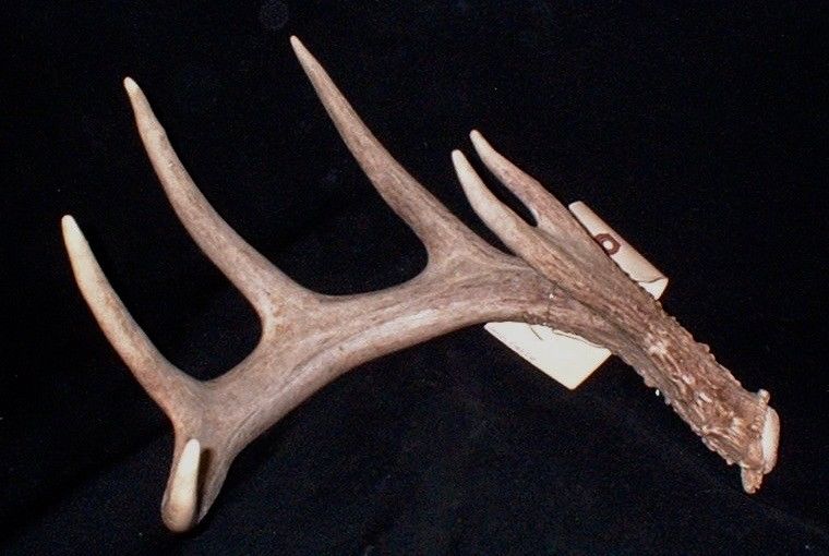 SWEET 65.0 inch whitetail deer antlers taxidermy horns shed cabin WILD