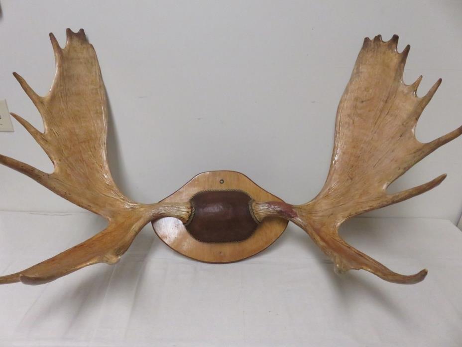 Moose Antlers on custom plaque/display. Great Trophy mounted item!
