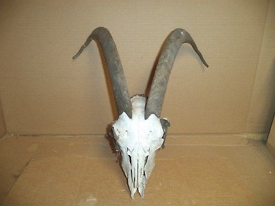 Goat/Ram  Skull/Horns REAL/LARGE  19
