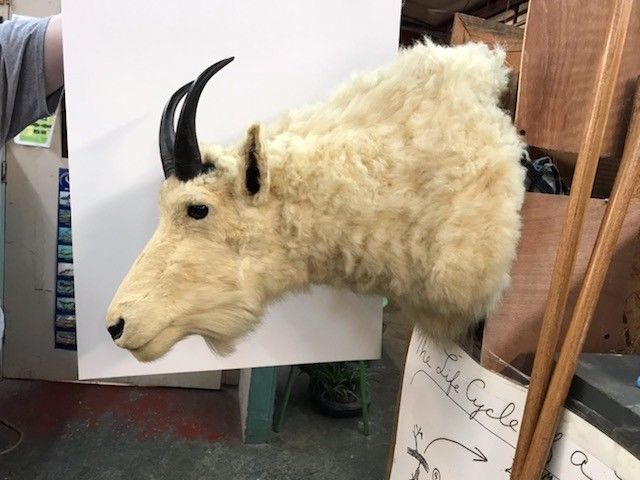 Mounted Mountain Goat Head