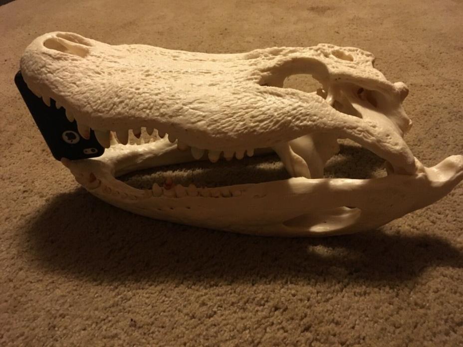 European (euro) mount alligator skull