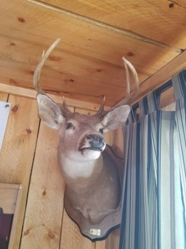 Super Nice 6 Point Whitetail Deer Buck Shoulder Mount Taxidermy 