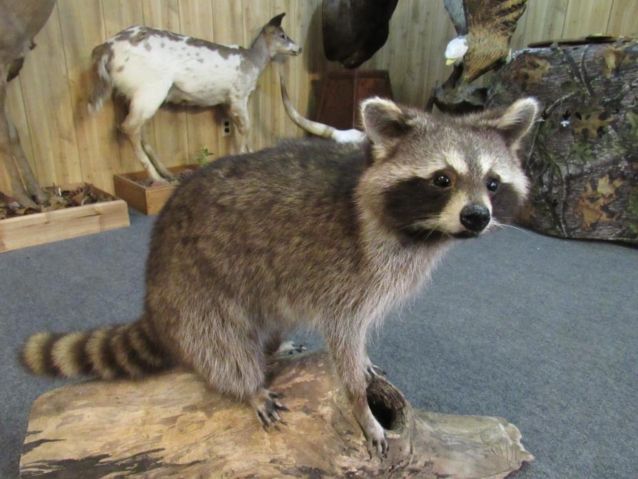 Raccoon taxidermy cabin decor fox coyote
