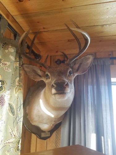 Super Nice 8 Point Whitetail Deer Buck Shoulder Mount Taxidermy FULL RUT