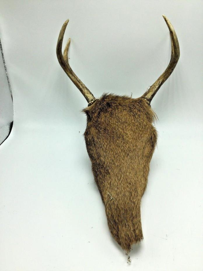 4 pt Deer Antler Mount Taxidermy Skull European covered in hide unique