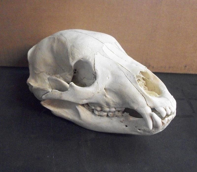 Real Bear Skull REPLICA - Fee Shipping