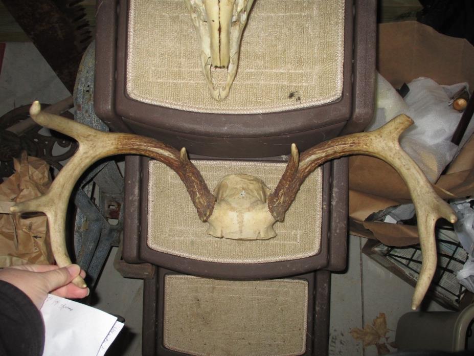 HUGE MICHIGAN UPPER PENNINSULA DEER ANTLERS RACK 8 PT HORNS COTTAGE CABIN DECOR